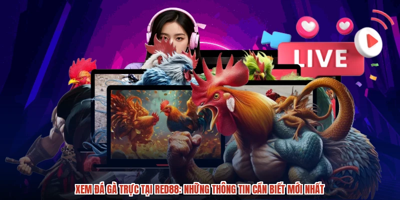 Xem Đá Gà Trực Tại RED88: Những Thông Tin Cần Biết Mới Nhất